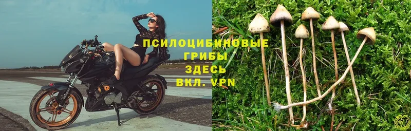 где можно купить   Петушки  Галлюциногенные грибы Psilocybine cubensis 